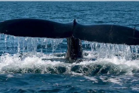 Puerto Vallarta : Tour d'aventure d'observation des baleines