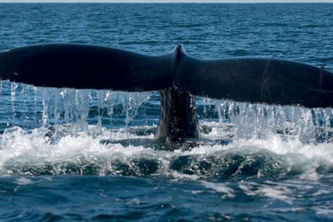 Puerto Vallarta: Whale Watching Adventure Tour