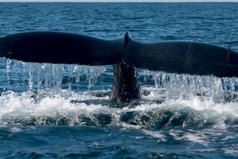 Puerto Vallarta: Whale Watching Adventure Tour