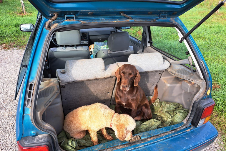 Ljubljana: Istria Truffle Hunting Tour with Local Hunters