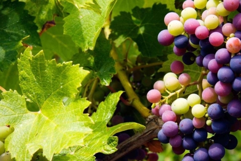 Paphos : Private Wine Tour with Wine Tasting Paphos : Wine Tour with Wine Tasting