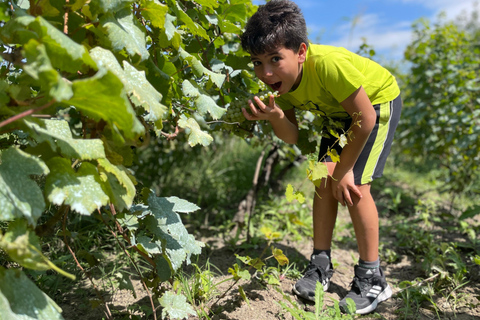 Tbilissi : Visite privée des vignobles de Kakheti avec déjeuner en famille