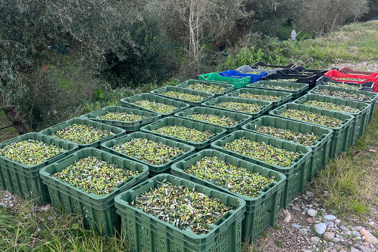 Katakolo: Olympia Tour, Olive Grove & Greek Cooking