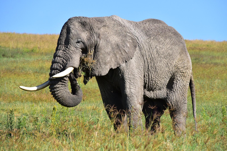 Arusha: 2-Day Tarangire and Ngorongoro Safari Tour