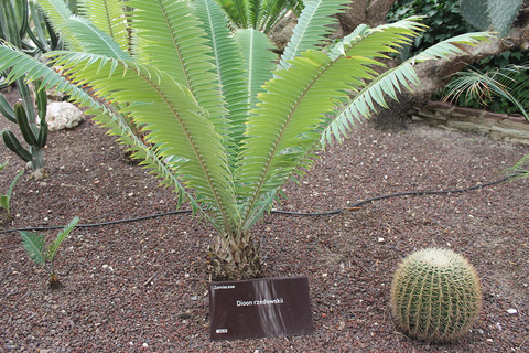 Desde Alicante: Excursión al Jardín Botánico Nacional