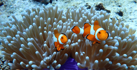 Boracay: Discover Scuba Diving | Pickup at the Hotel