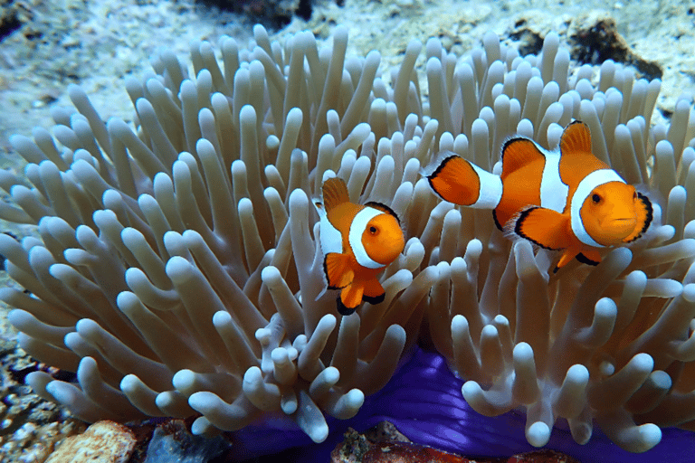 Boracay: Discover Scuba Diving | Pickup at the Hotel