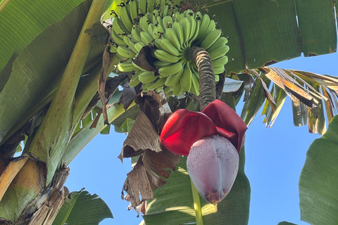 Khao Lak, Thailand: Dinner with Locals in the Jungle – Culture & Insights