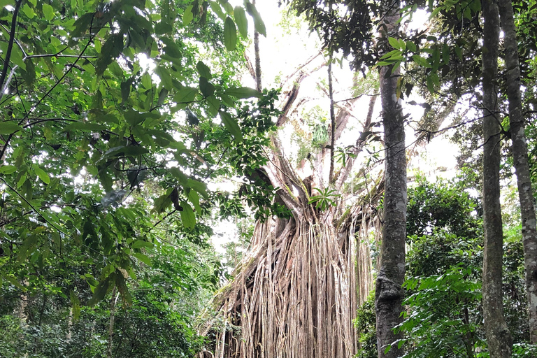 Da Cairns: Escursione di un giorno alle Tablelands di Atherton e al Parco di Paronella