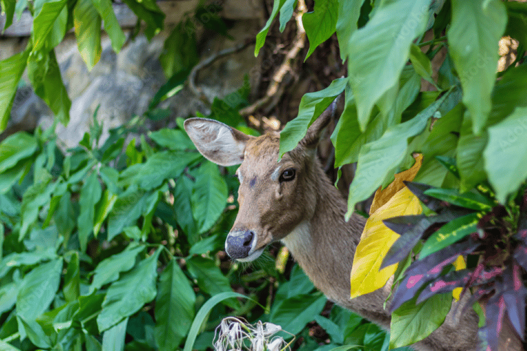 2 Day Jim Corbett National Park Tour from Delhi Tour with guide, a/c car, Hotel/resort, Tiger Safari Only.
