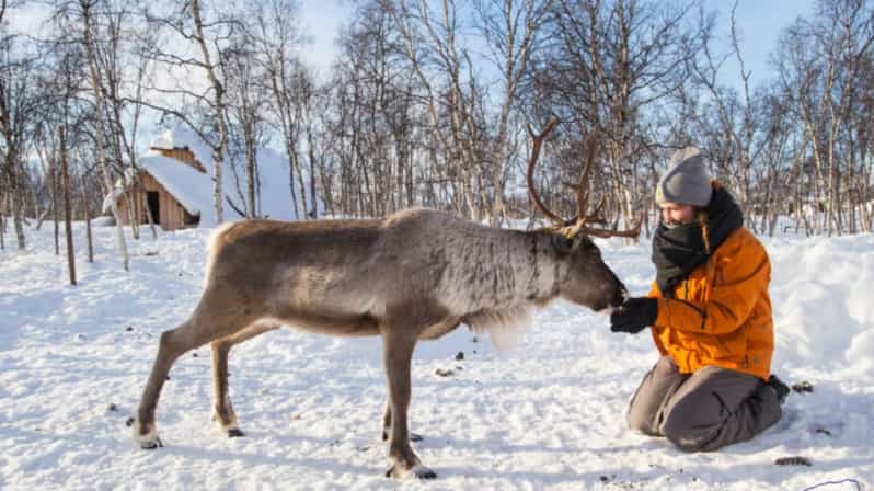 Kilpisjärvi: Sámi Culture and Reindeer Herding Tour