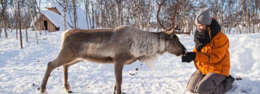 Kilpisjärvi : culture sami et élevage de rennes
