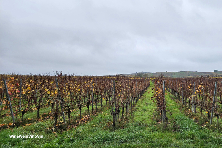 From Basel or Colmar: Baden-Württemberg Pinot Wine Tour