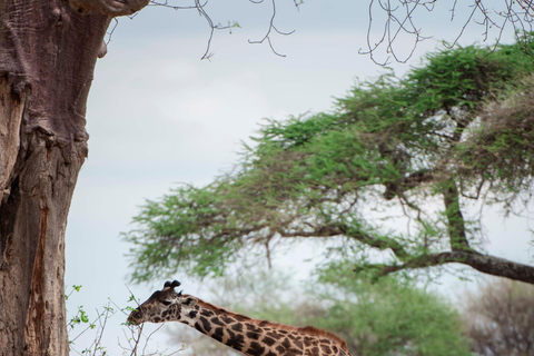 Arusha: Ngorongoro Crater & Tarangire 2-Day Safari Tour