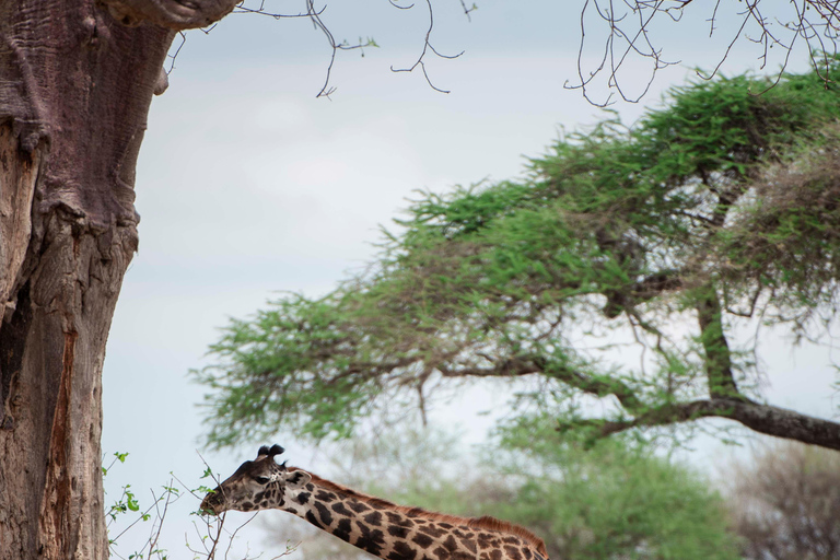 Arusha: Ngorongoro Crater & Tarangire 2-Day Safari Tour