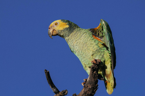 From São Paulo: 5-Day Serra da Canastra Wildlife Safari