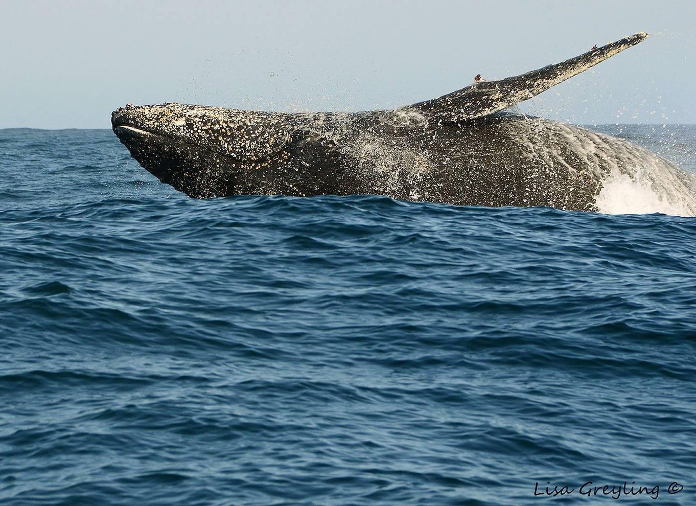 Knysna: Close Encounter Whale Watching Tour med bådtur