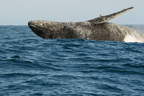 Knysna: Close Encounter Whale Watching Tour by Boat