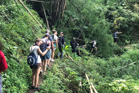 Chiang Rai: Jungle Adventure-Group Trekking & Bamboo Cooking