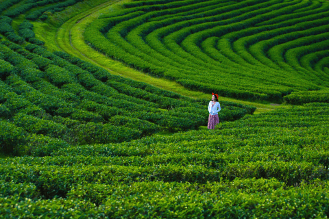 Chiang Mai: Day Trip to Chiang Rai Temples & Golden Triangle