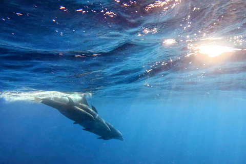 Alcudia: Obserwowanie delfinów o wschodzie słońca z łodzi motorowej