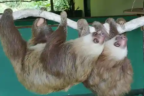 Panamá: Isla de los Monos, Visita al Santuario de los Perezosos y Canal de Panamá