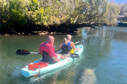 Crystal River: Three Sisters Spring Manatee Clear Kayak Tour