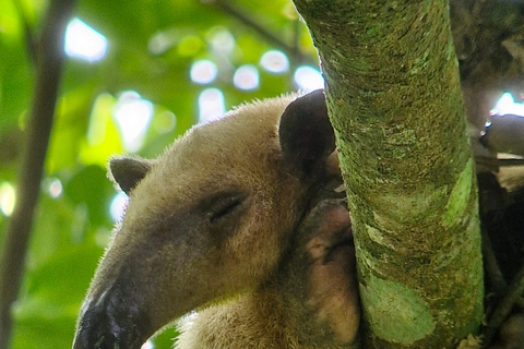 Puerto Jiménez, Safari a Carate observación de vida salvaje en 4*4