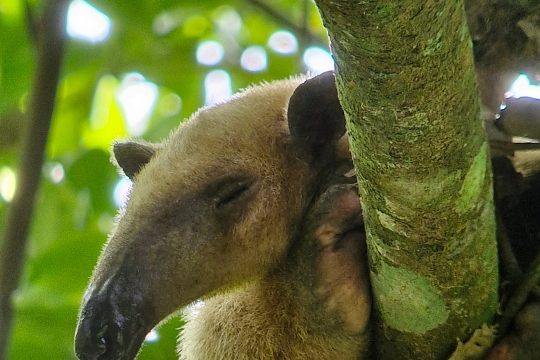 Puerto Jiménez, Safari a Carate observación de vida salvaje en 4*4