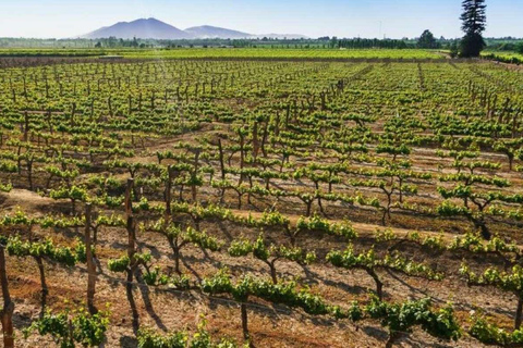 Depuis Ica : Visite des vignobles de vin et de pisco | Dégustation gratuite |