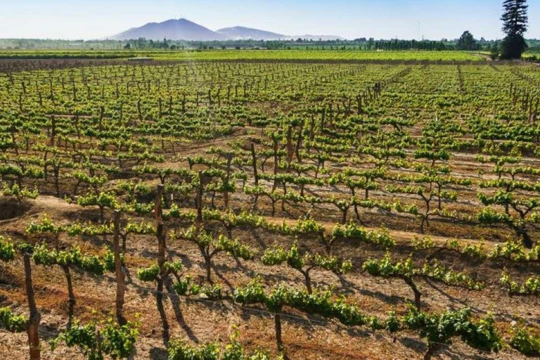 Depuis Ica : Visite des vignobles de vin et de pisco | Dégustation gratuite |