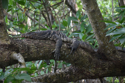 Mangrove Boat tour and watersports in Bentota Mangrove boat tour and watersports in Bentota