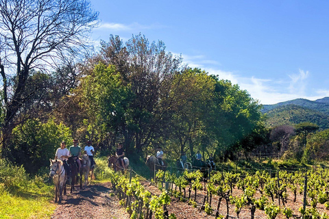 Grimaud: Horseback Riding & Wine Tasting in Maures Forest Horse back riding + wine tasting in the Maures Forest