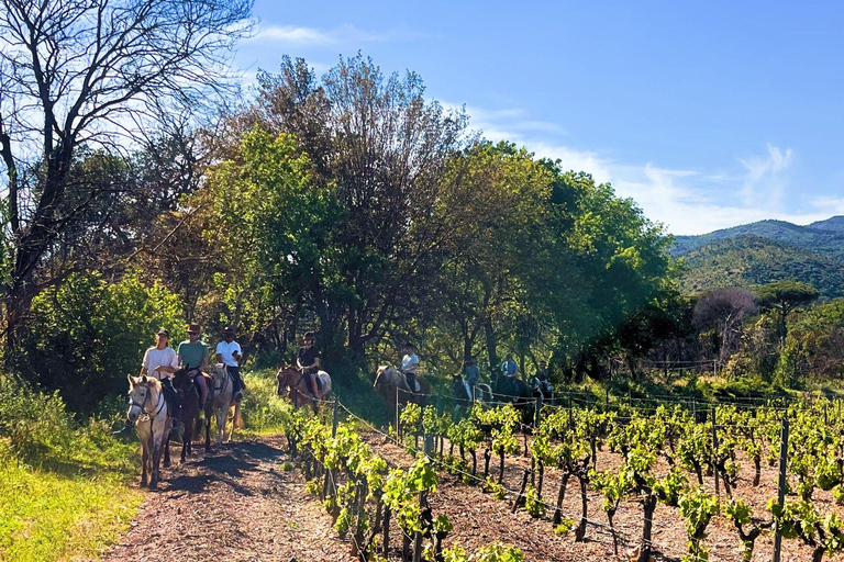 Grimaud: Horseback Riding & Wine Tasting in Maures Forest Horse back riding + wine tasting in the Maures Forest