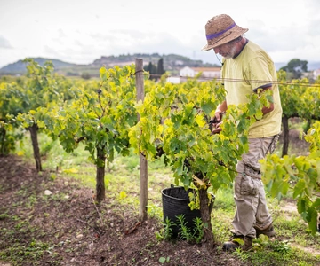 From Villa de Leyva: Vineyard Tour