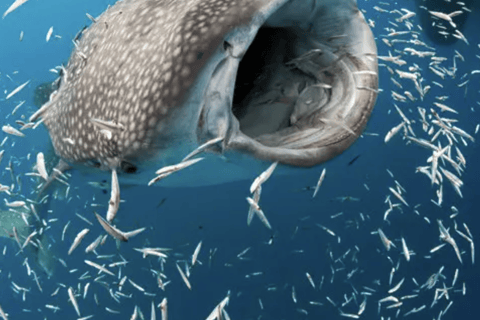 Boracay Whale Shark Watching with Transfer (Libertad)