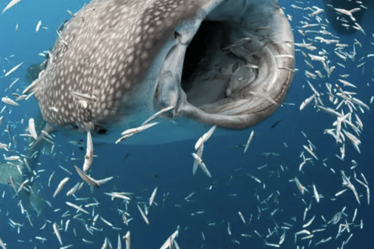 Boracay Whale Shark Watching with Transfer (Libertad)