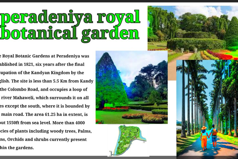 Kandy: City Tour with Temple of the Tooth & Tea Garden