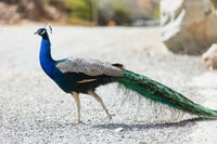 Gran Canaria, Camel Ride Safari w/ Optional Food & Transport - Housity
