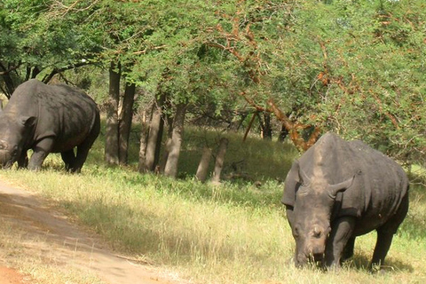 From Dakar: 4x4 Safari at the Bandia Reserve From Dakar: 4WD Safari in Bandia Reserve