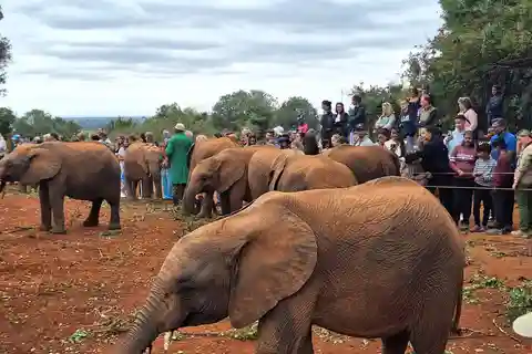 Giraffe Center, Karen Blixen & Elephant Orphanage Day Tour