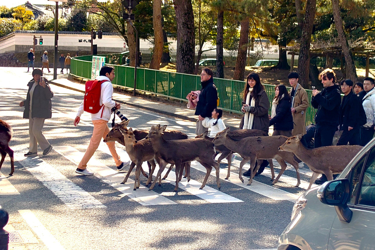 Nara UNESCO-listat världsarv Långsam cykeltur