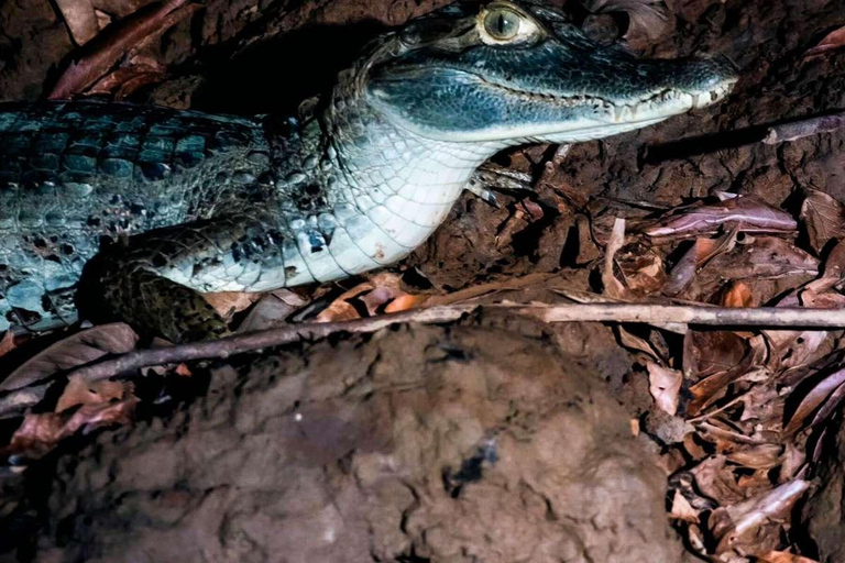 From Madre de Dios ||Night trekking in the Amazon jungle