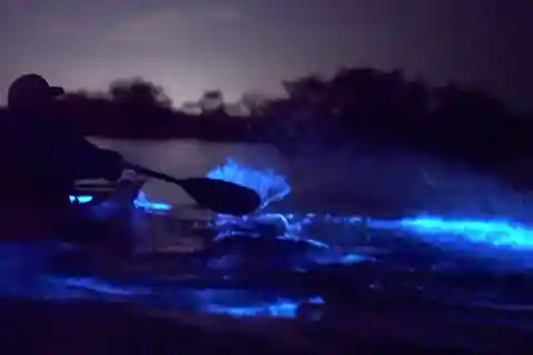 Eastsound: Orcas Island Bioluminescent Kayak Tour