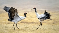 Black necked Crane Festival in Bhutan 2024 - Housity