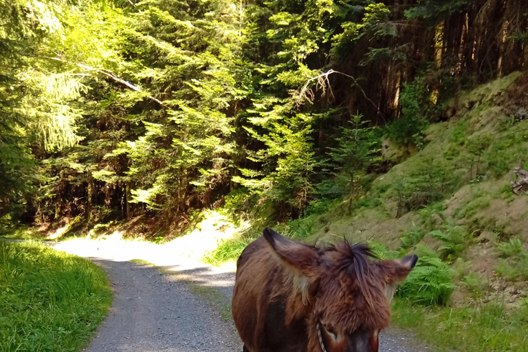 Luvigny: an unusual getaway with donkeys and goats