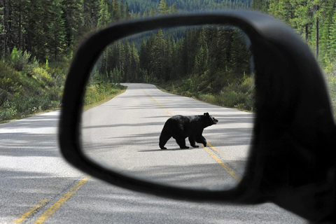 Canmore/ Banff: Lake Louise & Moraine Shuttle 2.5 hrs each