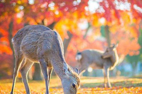 Kyoto And Nara Heritage Day Tour With Optional Culture Lunch From Osaka 8:40AM- Including Lunch of Japanese Sumo Hot Pot