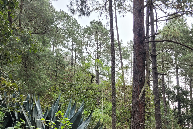 2-Day Sierra Norte Cloud Forest Adventure