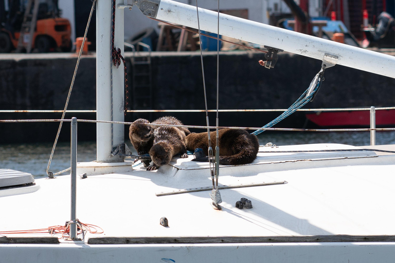 tour de navegacion en yate a vela por las costas de chile